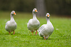 greylag goose
