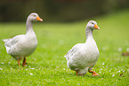 greylag goose