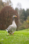 greylag goose