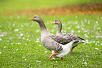 greylag goose