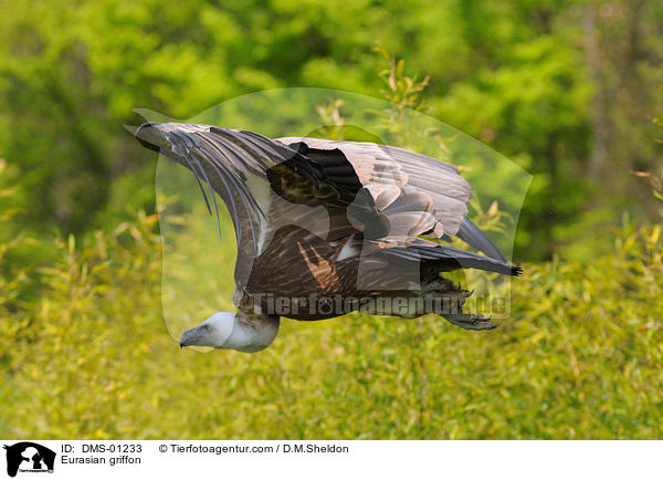 Eurasian griffon / DMS-01233