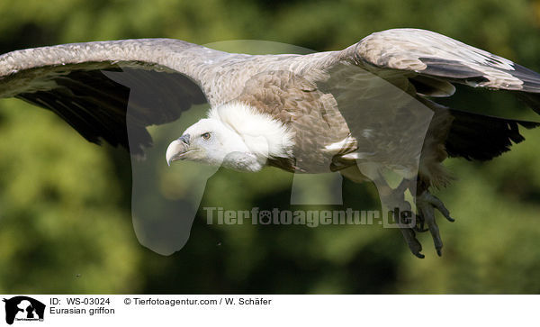 Gnsegeier / Eurasian griffon / WS-03024
