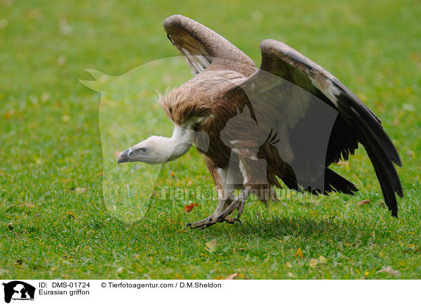 Gnsegeier / Eurasian griffon / DMS-01724