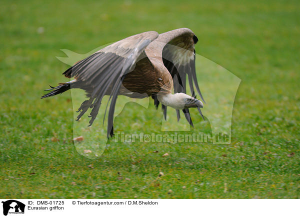 Gnsegeier / Eurasian griffon / DMS-01725