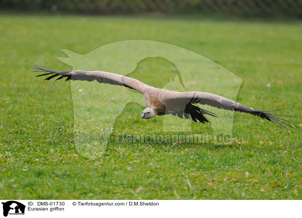 Gnsegeier / Eurasian griffon / DMS-01730