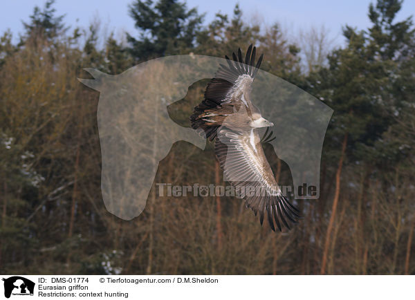 Gnsegeier / Eurasian griffon / DMS-01774