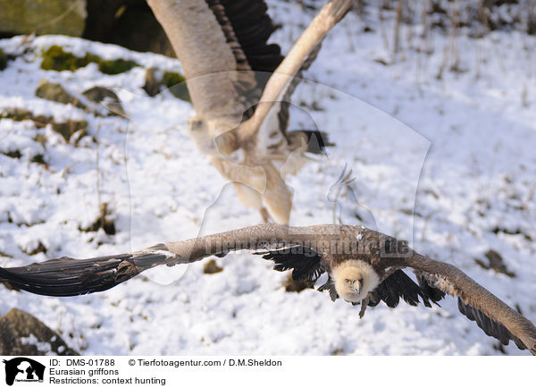 Gnsegeier / Eurasian griffons / DMS-01788