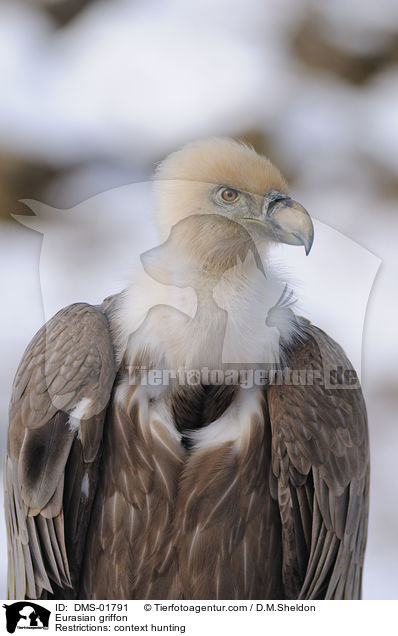 Gnsegeier / Eurasian griffon / DMS-01791