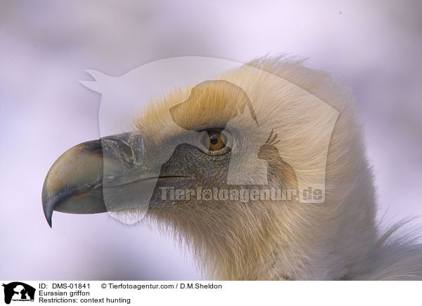Eurasian griffon / DMS-01841