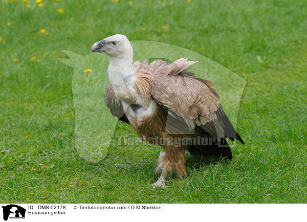 Eurasian griffon / DMS-02178