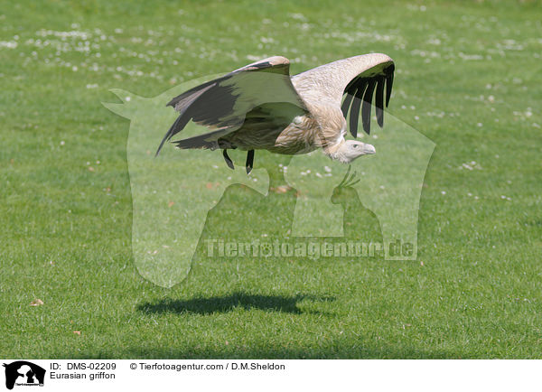 Eurasian griffon / DMS-02209