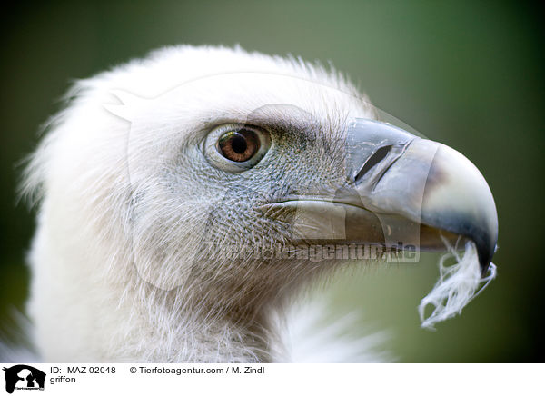 Gnsegeier / griffon / MAZ-02048