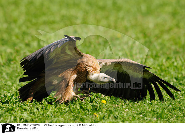 Eurasian griffon / DMS-03826