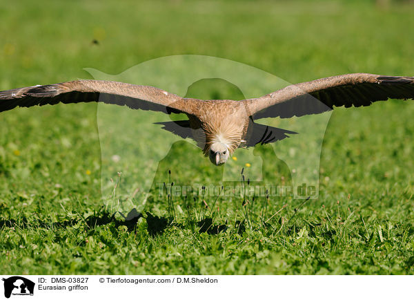 Eurasian griffon / DMS-03827