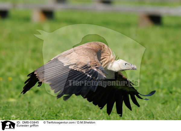 Eurasian griffon / DMS-03845