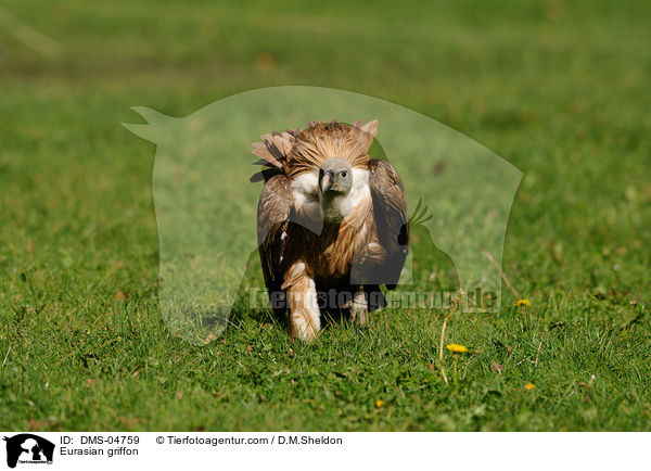 Eurasian griffon / DMS-04759