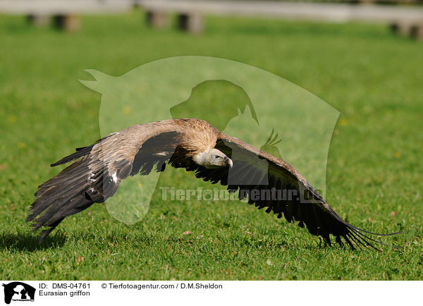 Eurasian griffon / DMS-04761
