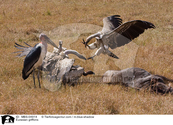 Eurasian griffons / MBS-04914