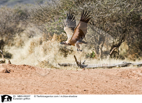 Gnsegeier / Eurasian griffon / MBS-06007