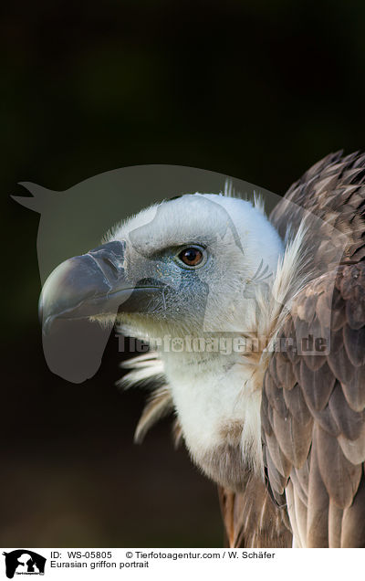 Gnsegeier Portrait / Eurasian griffon portrait / WS-05805