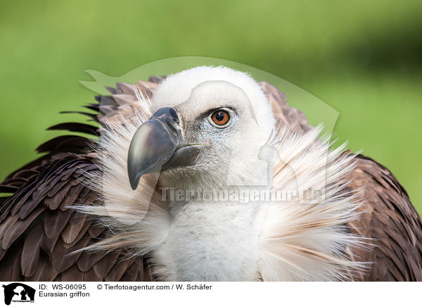 Eurasian griffon / WS-06095