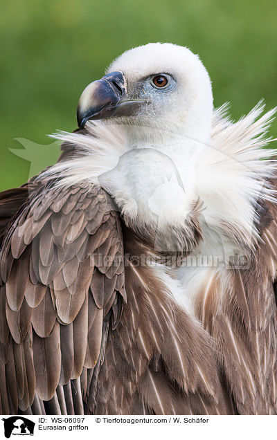 Eurasian griffon / WS-06097