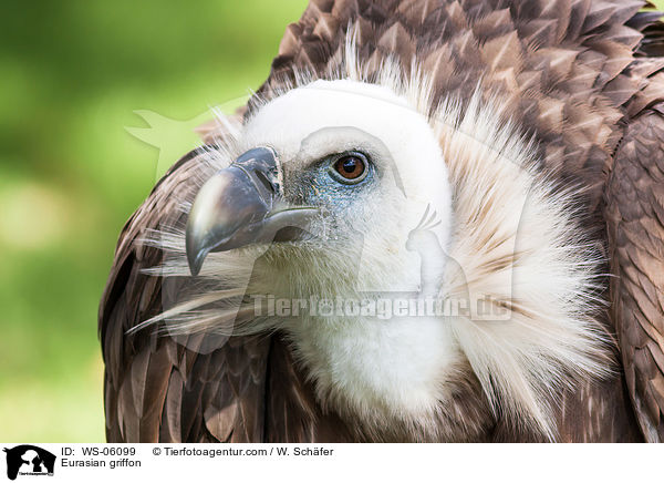 Eurasian griffon / WS-06099
