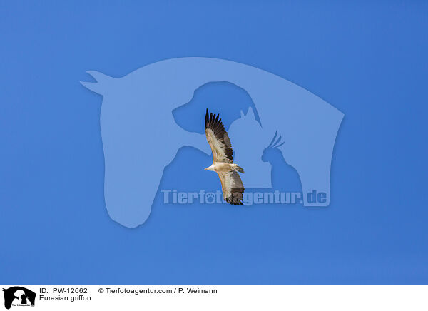 Eurasian griffon / PW-12662