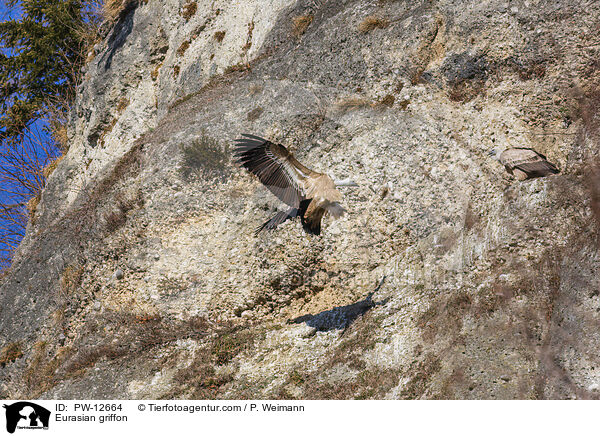 Gnsegeier / Eurasian griffon / PW-12664