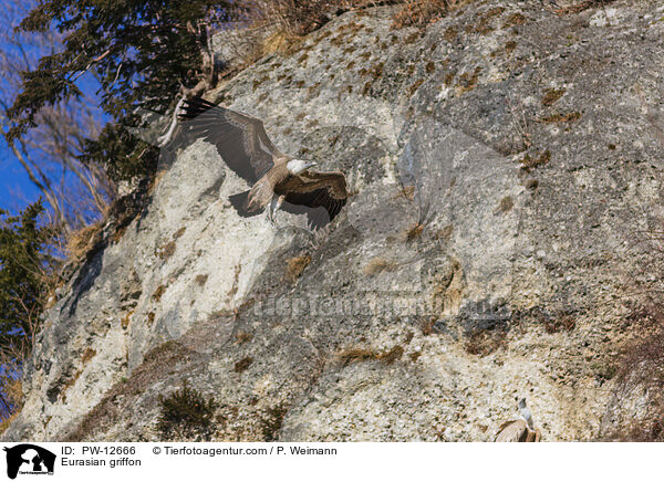 Gnsegeier / Eurasian griffon / PW-12666