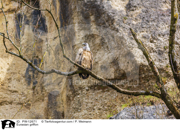 Eurasian griffon / PW-12671