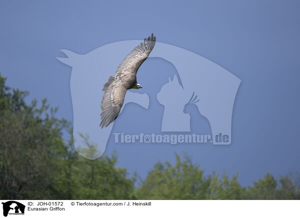 Eurasian Griffon / JOH-01572