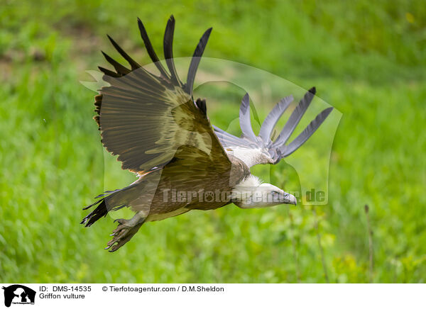 Gnsegeier / Griffon vulture / DMS-14535