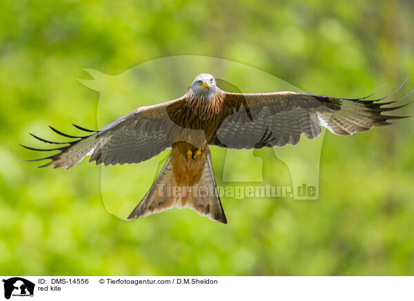 Rotmilan / red kite / DMS-14556