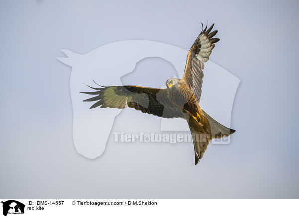 Rotmilan / red kite / DMS-14557