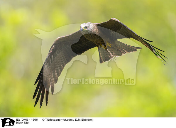 Schwarzmilan / black kite / DMS-14566