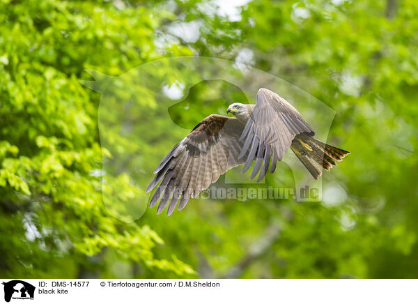 Schwarzmilan / black kite / DMS-14577