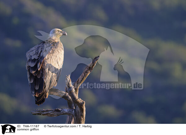 Gnsegeier / common griffon / THA-11187