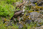 Griffon vulture