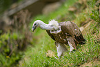 Griffon vulture