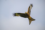 red kite