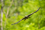 black kite