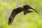 black kite