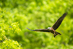 black kite