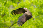 black kite