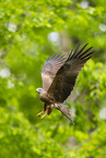 black kite