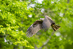 black kite