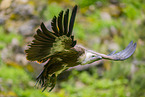 Griffon vulture