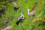 Griffon vulture