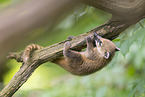 South American coati